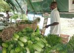 http://martiniquecampingcar.fr/Jardin%20de%20la%20Santé